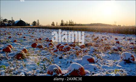 zucche in un campo di zucca con neve coperta Foto Stock