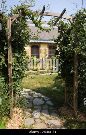 Sentiero flagstone attraverso pergolato di legno coperto con arrampicata Vitis - Viti, retro di casa gialla con traliccio, rosa rossa - cespugli rosa e petunia viola Foto Stock