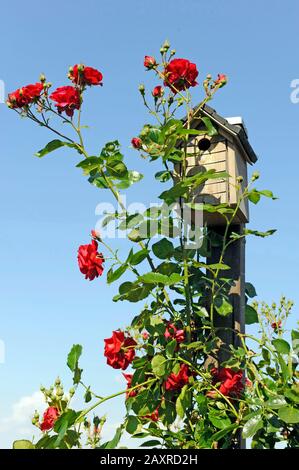 Arrampicata Rosa Simpatia fiorire una seconda volta in rosso scuro da inizio estate a tarda primavera su un aiuto arrampicata in giardino, nascosto dietro un nido Foto Stock