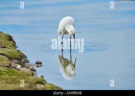 Little Egret, Egretta garzetta, adulto, in riva al mare, Queensland, Australia Foto Stock