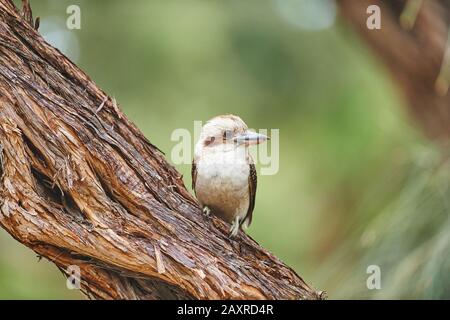 Il kookaburra ridente, Dacelo novaeguineae, Wilsons Promontory National Park, Victoria, Australia Foto Stock