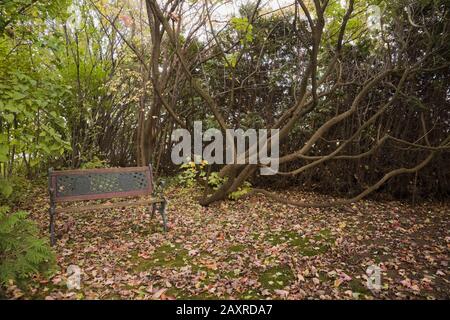 Foglie cadute su prato verde erba e legno marrone e verde dipinto di ghisa seduta panca in giardino davanti giardino in autunno. Foto Stock