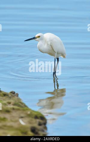 Little Egret, Egretta garzetta, adulto, in riva al mare, Queensland, Australia Foto Stock