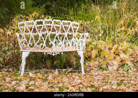 Panca vittoriana in ghisa bianca su prato verde con foglie cadute in giardino cortile in autunno Foto Stock