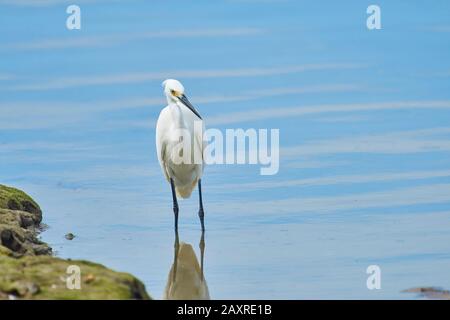 Little Egret, Egretta garzetta, adulto, in riva al mare, Queensland, Australia Foto Stock