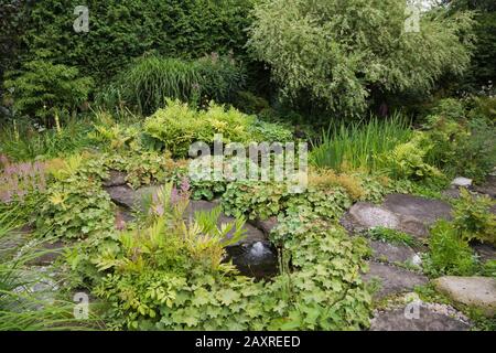 Acqua fontana stagno con Alchemilla mollis - Lady's Mantello, rosa Astilbe fiori e Salix integra 'Hakuro Nishiki' - Willow arbusto in giardino cortile. Foto Stock