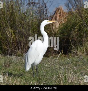 Un grande egret (Ardea alba) sorge nell'erba lungo le paludi di Struve Slough a Watsonville, California. Foto Stock