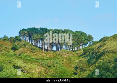 Pino, Pino Nero, Pinus nigra, in cresta, Paesi Baschi, Spagna Foto Stock