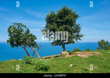 Paesaggio, due alberi sulla collina sulla Strada di St. James, Paesi Baschi, Spagna Foto Stock