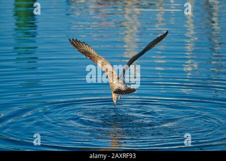 Il gabbiano Mediterraneo (Larus michellis) cerca di estrarre un pesce dall'acqua, Paesi Baschi, Spagna Foto Stock