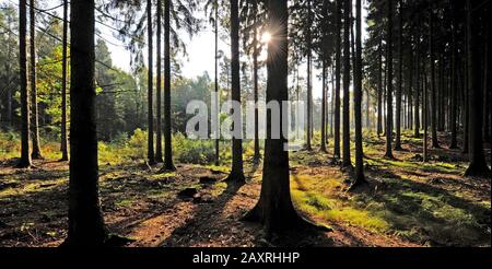 Paesaggio forestale tardo estivo, inizio di conversione da foresta di conifere a foresta mista con ricca flora del pavimento della foresta e approccio naturale del deci Foto Stock