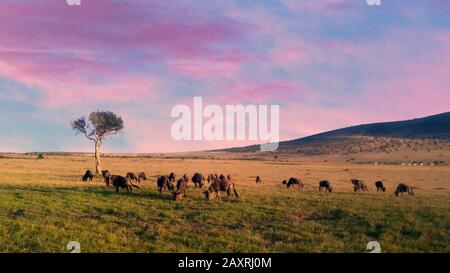 Tramonto africano sfondo panoramico con silhouette degli animali Foto Stock