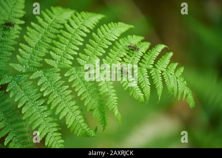 Basket fern, Dryopteris filix-mas, Blowfly blu, Calliphora vicina, foglia, Baviera, Germania Foto Stock