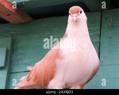 Un Uccello Di Pollo Di Hen. Civetta domestica. Famiglia Red Jungle Fowl. Un animale domestico comune trovato nel villaggio indiano rurale. Vista ad angolo basso. Primo piano. Foto Stock