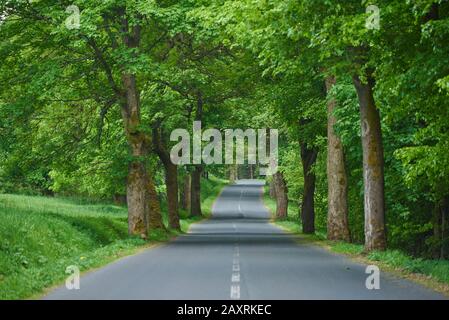 Chestnut Avenue a rain, Sassonia, Germania Foto Stock