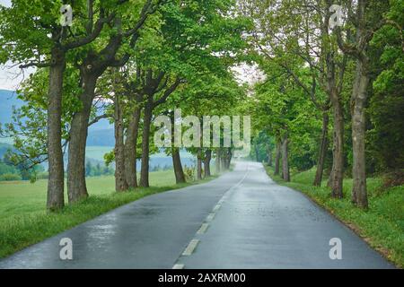 Chestnut Avenue a rain, Sassonia, Germania Foto Stock