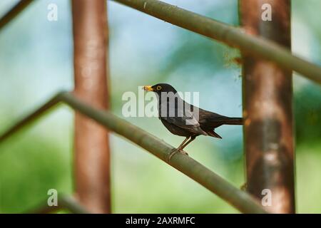 Blackbird, Turdus merula, maschio, picchetto, lateralmente, in piedi Foto Stock