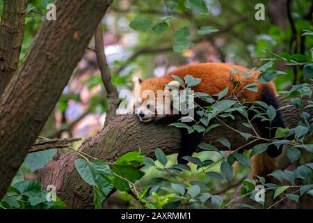 Red panda firefox dormire sull'albero, provincia di Sichuan, Cina Foto Stock