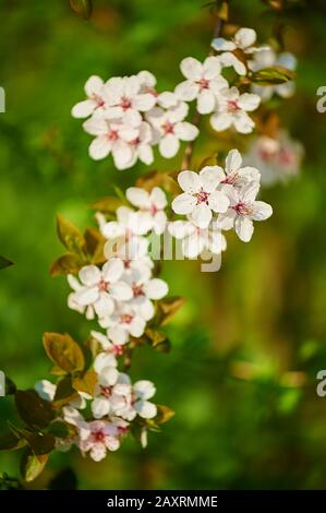 Fiore di albicocca, (Prunus armeniaca), fiore, primavera Foto Stock