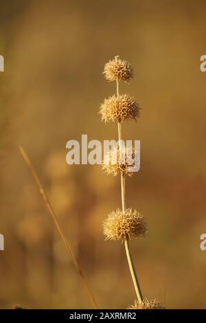 Semi throts, semi, essiccato su, luce serale, Cres, Croazia Foto Stock