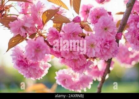 Fiore di ciliegio giapponese, Prunus serrulata, ciliegia orientale, fiore, primavera Foto Stock