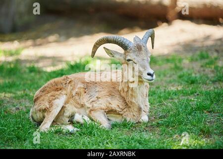 Barbary pecora, Ammotragus lervia, prato, sdraiato, di lato Foto Stock