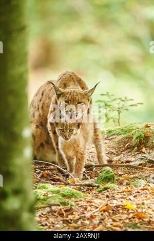 Eurasian Lynx, Lynx lynx, madre con giovane, Foresta Bavarese, seduta, Baviera, Germania, Europa Foto Stock