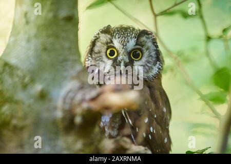 Gufo di Tengmalm, funeus di Aegolius, ramo, testa a testa, seduta Foto Stock