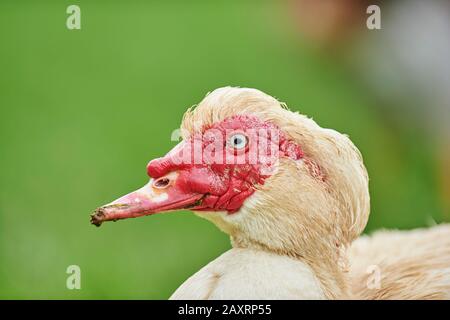 Anatra muta, Cairina moschata, ritratto, lateralmente Foto Stock