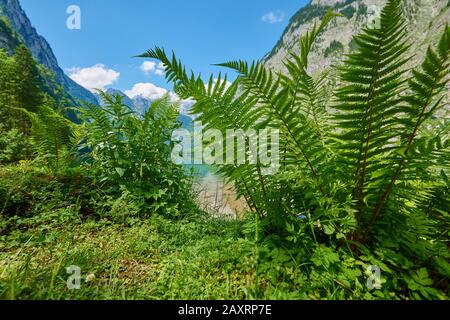 Basket fern, Dryopteris filix-mas al Koenigssee, Berchtesgadener Land, Baviera Foto Stock