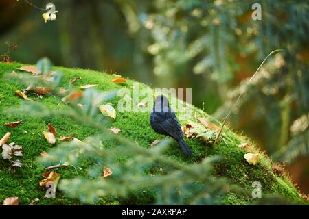 Blackbird, Turdus merula, maschio, laterale, in piedi Foto Stock