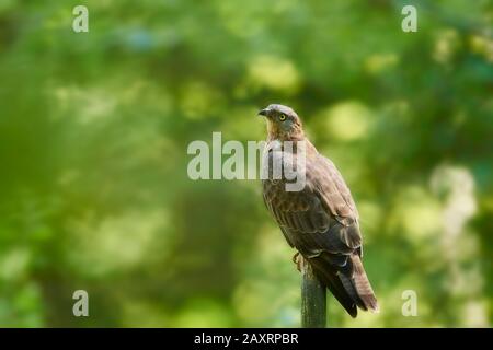 Secchio di miele, Pernis apivorus, foresta, lateralmente, seduta, Foresta Bavarese Foto Stock