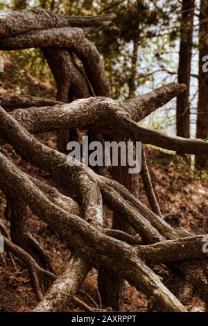 Belle radici del pino sfondo nel tempo di caduta. La parte centrale della Russia europea. Foto Stock