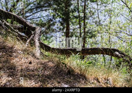 Belle radici del pino sfondo nel tempo di caduta. La parte centrale della Russia europea. Foto Stock