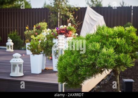 Firs (Abies) nel giardino con fiori sullo sfondo. Architettura Paesaggistica Foto Stock