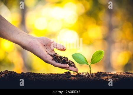 Piantando alberi - mani che danno terreno agli alberi, alberi crescenti in una fila e sfondo dorato Foto Stock
