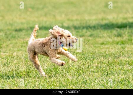 Un cane scarabocchiato insegue una palla in un parco australiano Foto Stock