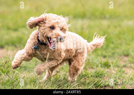 Un cane scarabocchiato insegue una palla in un parco australiano Foto Stock