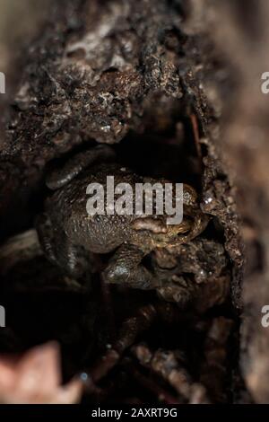 Toad, Bufonidae, primo piano, sul tronco dell'albero Foto Stock