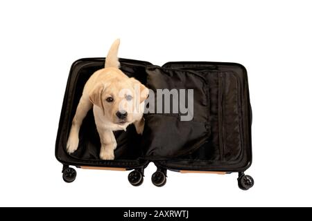 Carino cucciolo labrador seduto all'interno della valigia isolato su sfondo bianco. Pronto a viaggiare. Atmosfera da viaggio. Foto Stock