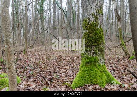 Conservazione della foresta - Mossy verde vecchio albero radice in una foresta decidua in una riserva naturale svedese sull'isola Oland Foto Stock