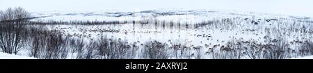 Panorama, Lapponia, paesaggio innevato, allevamento di renne Foto Stock