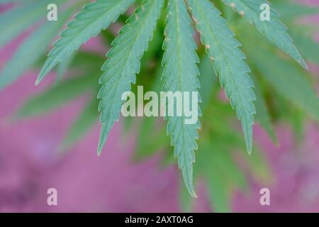 Macro shot di foglie di piante di cannabis Foto Stock