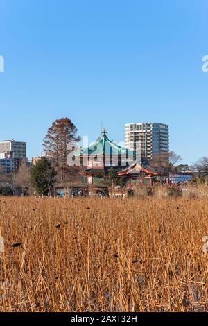 loto essiccato dello stagno di Shinobazu a Ueno in inverno. Foto Stock