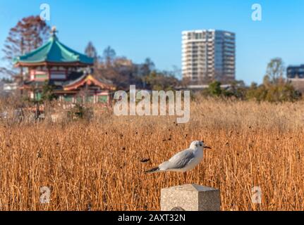 Uccello Seagull in piedi di fronte al loto essiccato dello stagno di Shinobazu a Ueno in inverno. Foto Stock