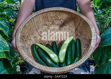 Il cetriolo di tipo giapponese viene coltivato in modo biologico a da Lat, Vietnam. Foto Stock