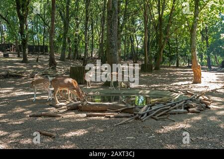 Allow cervi e corsi nel parco biologico di Gaia, Portogallo. Foto Stock