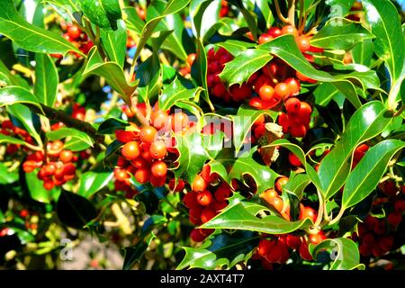 Primo piano di frutti rossi di bosco e foglie verdi su un cespuglio di prole a Natale Foto Stock