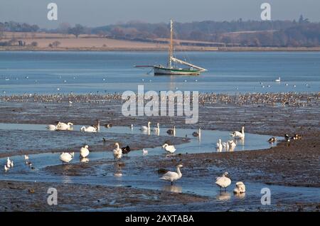 Vista di molti uccelli estuari del fiume Stour (Essex) in inverno Foto Stock