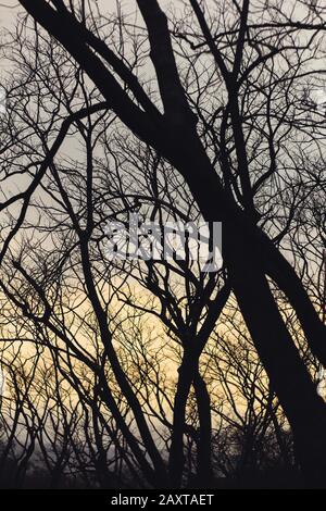 Silhouette di alberi e rami. Foto Stock
